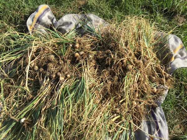 garlic planted November is ready by April 600